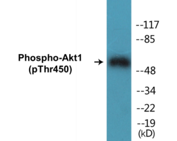 Western blot analysis of extracts from mouse brain, using Akt (Phospho-Ser124) Antibody.