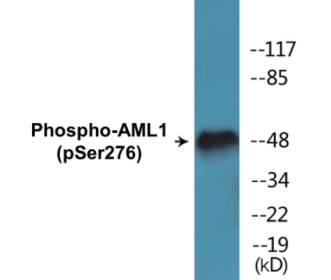 Western blot analysis of extracts from Jurkat cells, using AML1 (Phospho-Ser276) Antibody.