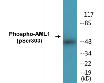 Western blot analysis of extracts from Jurkat cells, using AML1 (Phospho-Ser303) Antibody.
