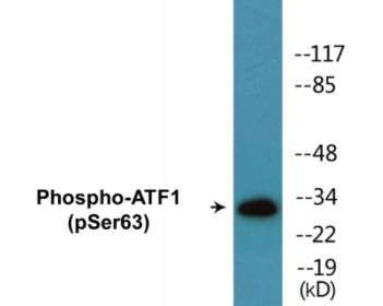 Western blot analysis of extracts from HT29 cells treated with Insulin 0.01U/ML 15', using ATF1 (Phospho-Ser63) Antibody.