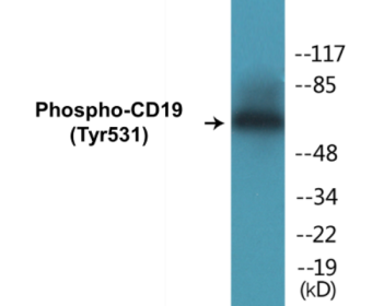 Western blot analysis of extracts from COS7 cells treated with Serum 10% 30', using CD19 (Phospho-Tyr531) Antibody.
