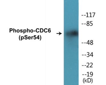 Western blot analysis of extracts from COS7 cells treated with EGF 200ng/ml 30', using CDC6 (Phospho-Ser54) Antibody.