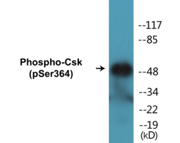 Western blot analysis of extracts from HeLa cells treated with PMA 125ng/ml 30', using Csk (Phospho-Ser364) Antibody.