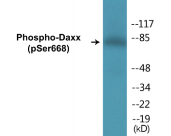 Western blot analysis of extracts from 293 cells treated with PBS 60', using Daxx (Phospho-Ser668) Antibody.