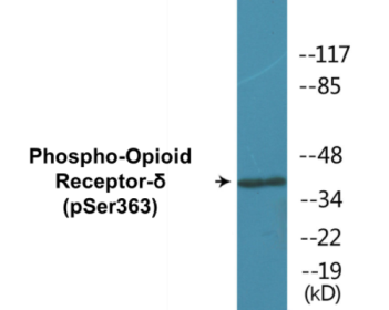 Western blot analysis of extracts from 293 cells treated with TSA 400nM 24h, using Opioid Receptor-delta (Phospho-Ser363) Antibody.