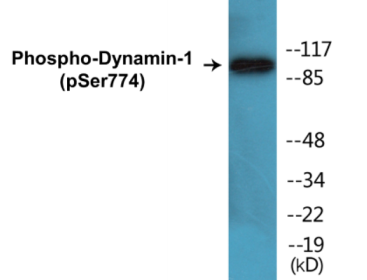 Western blot analysis of extracts from mouse brain, using Dynamin-1 (Phospho-Ser774) Antibody.