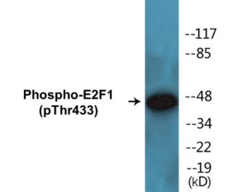 Western blot analysis of extracts from HeLa cells treated with Etoposide 25uM 24h, using E2F1 (Phospho-Thr433) Antibody.