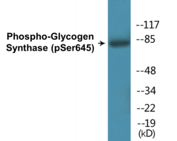 Western blot analysis of extracts from NIH-3T3 cells treated with PMA 125ng/ml 30', using Glycogen Synthase (Phospho-Ser645) Antibody.