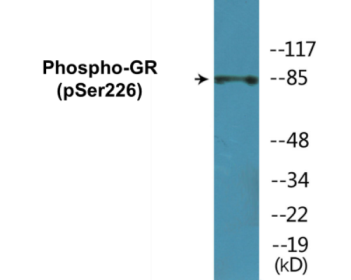 Western blot analysis of extracts from Jurkat cells treated with EGF 200ng/ml 15', using GR (Phospho-Ser226) Antibody.