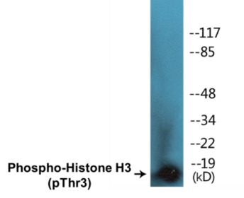 Western blot analysis of extracts from HuvEc cells treated with Serum 20% 30', using Histone H3 (Phospho-Thr3) Antibody.