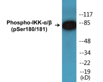 Western blot analysis of extracts from HepG2 cells treated with TNF 20ng/ml 5', using IKK-alpha/beta (Phospho-Ser180/181) Antibody.