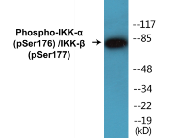 Western blot analysis of extracts from NIH-3T3 cells treated with TNF 20ng/ml 30', using IKK-alpha (Phospho-Ser176) /IKK-beta (Phospho-Ser177) Antibody.