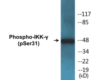 Western blot analysis of extracts from 293 cells treated with TNF-a 20ng/ml 5', using IKK-gamma (Phospho-Ser31) Antibody.