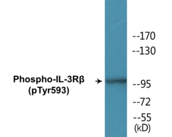 Western blot analysis of extracts from RAW264.7 cells treated with G-CSF 25ng/ml 15', using IL-3R beta (Phospho-Tyr593) Antibody.