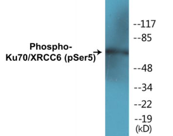 Western blot analysis of extracts from HeLa cells, using Ku70 (Phospho-Ser5) Antibody.