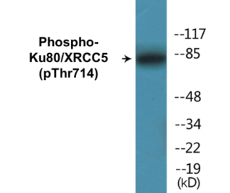 Western blot analysis of extracts from COS7 cells, using Ku80 (Phospho-Thr714) Antibody.