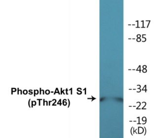 Western blot analysis of extracts from HepG2 cells treated with PDGF 50ng/ml 30', using Akt1 S1 (Phospho-Thr246) Antibody.