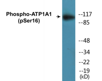 Western blot analysis of extracts from 293 cells treated with PMA 125ng/ml 30', using ATPase (Phospho-Ser16) Antibody.