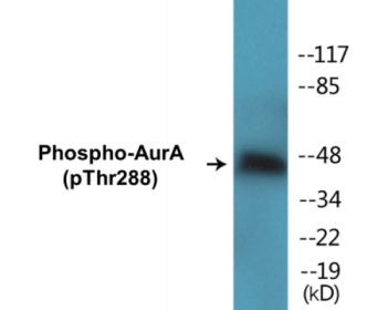 Western blot analysis of extracts from 293 cells treated with serum 20% 15', using Aurora Kinase (Phospho-Thr288) Antibody.