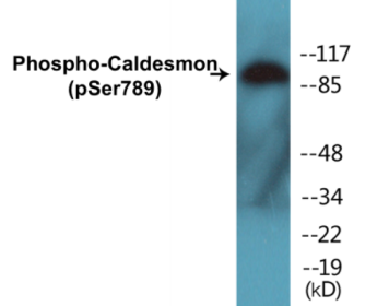 Western blot analysis of extracts from HeLa cells treated with EGF 200ng/ml 30', using Caldesmon (Phospho-Ser789) Antibody.
