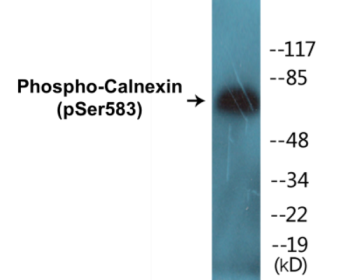 Western blot analysis of extracts from HeLa cells treated with EGF 200ng/ml 30', using Calnexin (Phospho-Ser583) Antibody.
