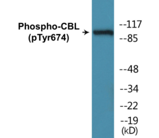 Western blot analysis of extracts from HepG2 cells treated with Na2VO3 0.3nM 40', using CBL (Phospho-Tyr674) Antibody.