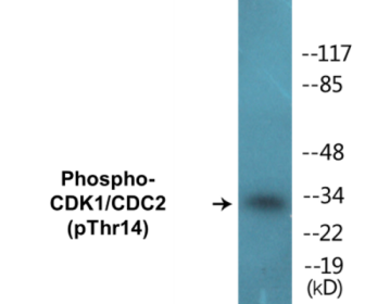 Western blot analysis of extracts from HepG2 cells treated with Forskolin 40nM 30', using CDK1/CDC2 (Phospho-Thr14) Antibody.