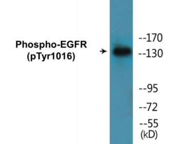 Western blot analysis of extracts from HuvEc cells treated with Serum 20% 30', using EGFR (Phospho-Tyr1016) Antibody.