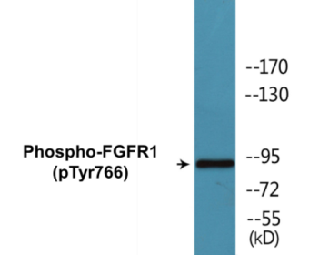Western blot analysis of extracts from HepG2 cells treated with EGF 200ng/ml 30', using FGFR1 (Phospho-Tyr766) Antibody.