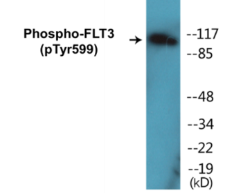 Western blot analysis of extracts from COS7 cells treated with EGF 200ng/ml 30', using FLT3 (Phospho-Tyr599) Antibody.