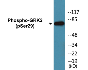 Western blot analysis of extracts from Jurkat cells treated with EGF 200ng/ml 30', using GRK2 (Phospho-Ser29) Antibody.