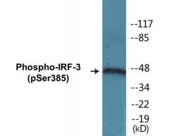 Western blot analysis of extracts from HT29 cells treated with INSULIN 0.01U/ML 15', using IRF-3 (Phospho-Ser385) Antibody.