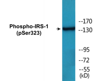 Western blot analysis of extracts from COS7 cells treated with Serum 20% 15', using IRS-1 (Phospho-Ser323) Antibody.