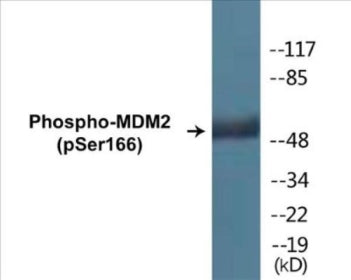 Western blot analysis of extracts from COS7 cells, using MDM2 (Phospho-Ser166) Antibody.