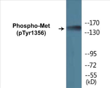 Western blot analysis of extracts from NIH-3T3 cells, using Met (Phospho-Tyr1356) Antibody.