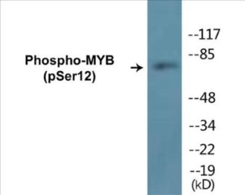 Western blot analysis of extracts from HeLa cells treated with Hu 2nM 24h, using MYB (Phospho-Ser12) Antibody.