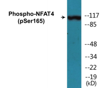 Western blot analysis of extracts from NIH-3T3 cells, using MYPT1 (Phospho-Thr853) Antibody.