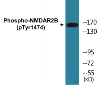Western blot analysis of extracts from HepG2 cells treated with Ca2+ 40uM 30', using NFAT3 (Phospho-Ser676) Antibody.
