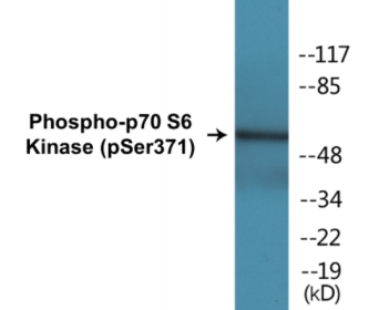 Western blot analysis of extracts from COS7 cells treated with UV 5', using p53 (Phospho-Ser20) Antibody.