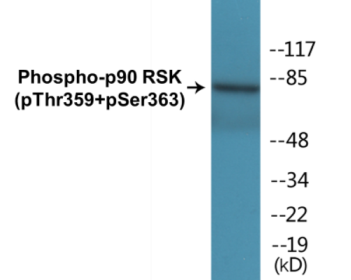 Western blot analysis of extracts from 293 cells treated with PMA 125ng/ml 30', using p90 RSK (Phospho-Thr359+Ser363) Antibody.