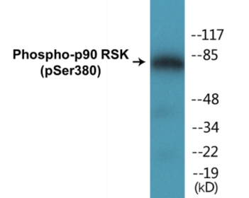 Western blot analysis of extracts from 293 cells treated with PMA 125ng/ml 30', using p90 RSK (Phospho-Ser380) Antibody.