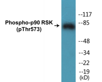 Western blot analysis of extracts from 293 cells treated with UV 30', using p90 RSK (Phospho-Thr573) Antibody.