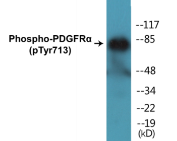 Western blot analysis of extracts from HepG2 cells, using PECAM-1 (Phospho-Tyr713) Antibody.