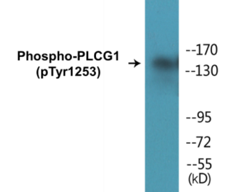Western blot analysis of extracts from LOVO cells treated with and 293 cells treated with heat shock, using PLCG1 (Phospho-Tyr1253) Antibody.