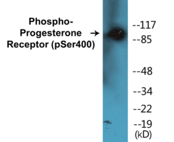 Western blot analysis of extracts from 293 cells treated with heat shock, using Progesterone Receptor (Phospho-Ser400) Antibody.