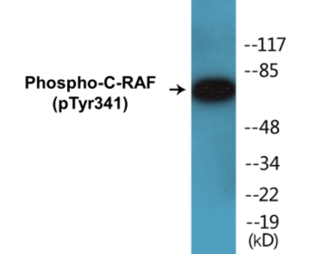 Western blot analysis of extracts from Jurkat cells treated with Paclitaxel 1uM 24h, using C-RAF (Phospho-Tyr341) Antibody.