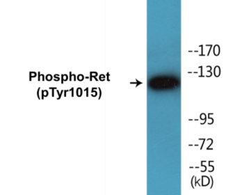 Western blot analysis of extracts from COS7 cells treated with EGF 200ng/ml 30', using Ret (Phospho-Tyr1015) Antibody.