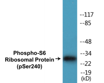 Western blot analysis of extracts from HeLa cells treated with TNF-a 20ng/ml 2', using S6 Ribosomal Protein (Phospho-Ser240) Antibody.