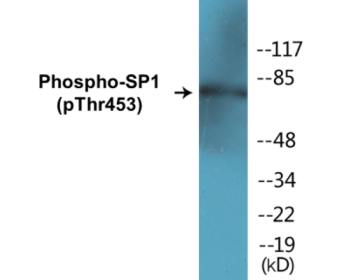 Western blot analysis of extracts from A549 cells, using SP1 (Phospho-Thr453) Antibody.