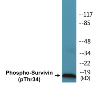 Western blot analysis of extracts from HT29 cells treated with EGF 100ug/ml 30', using Survivin (Phospho-Thr34) Antibody.